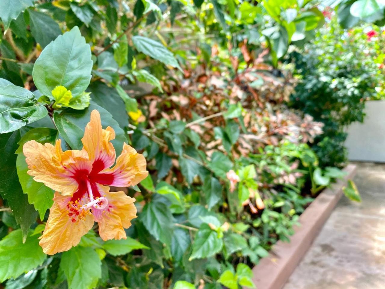 Samsara House Bed & Breakfast Kiganga